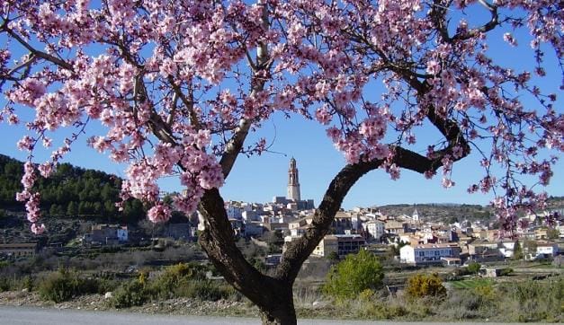 almendro en flor