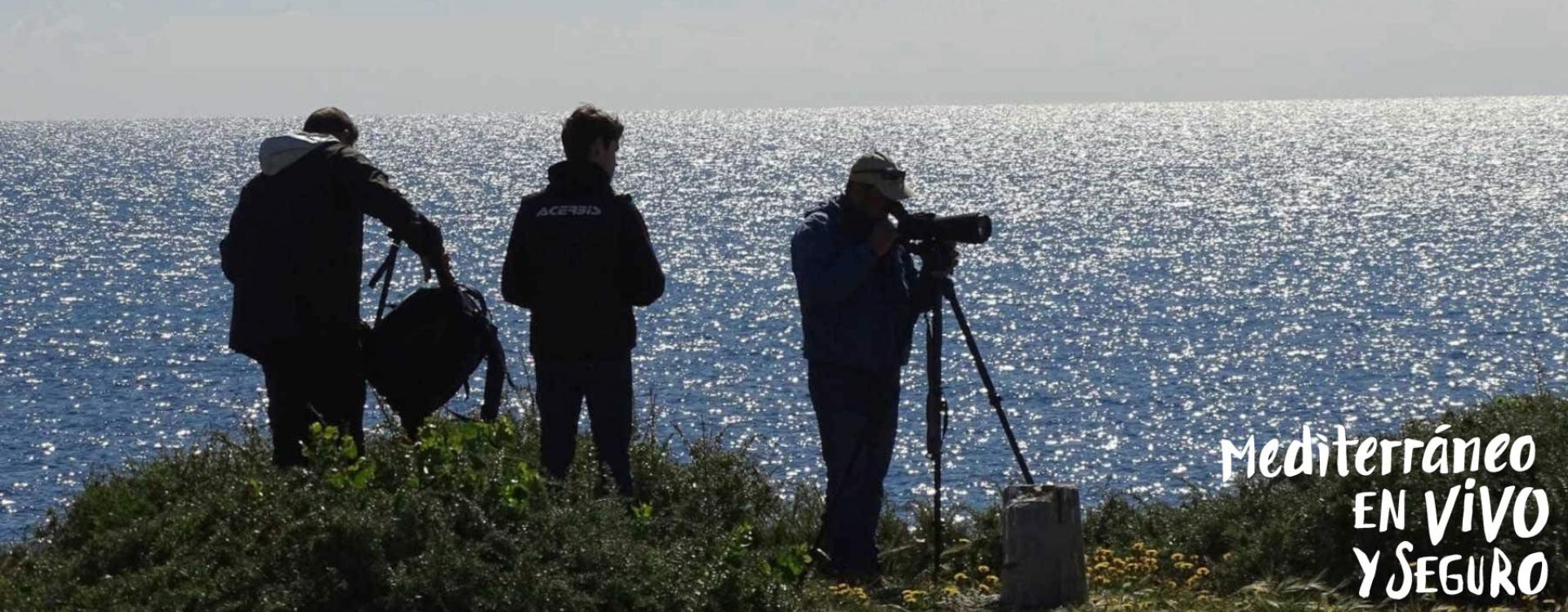 Birding in the Region of Valencia - Tabarca